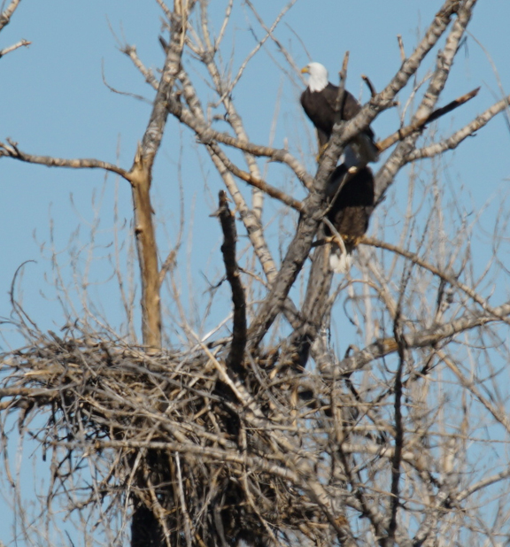 Eagle in Nest Sandstone Ranch