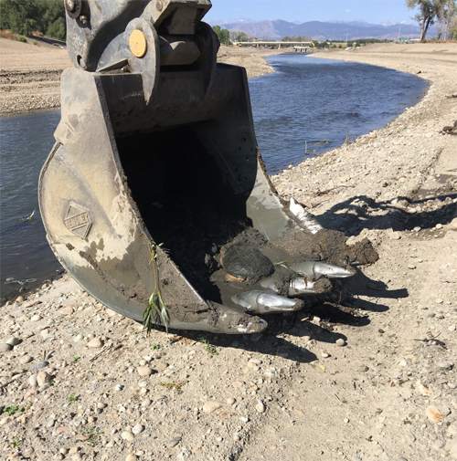 Turtle in loader bucket
