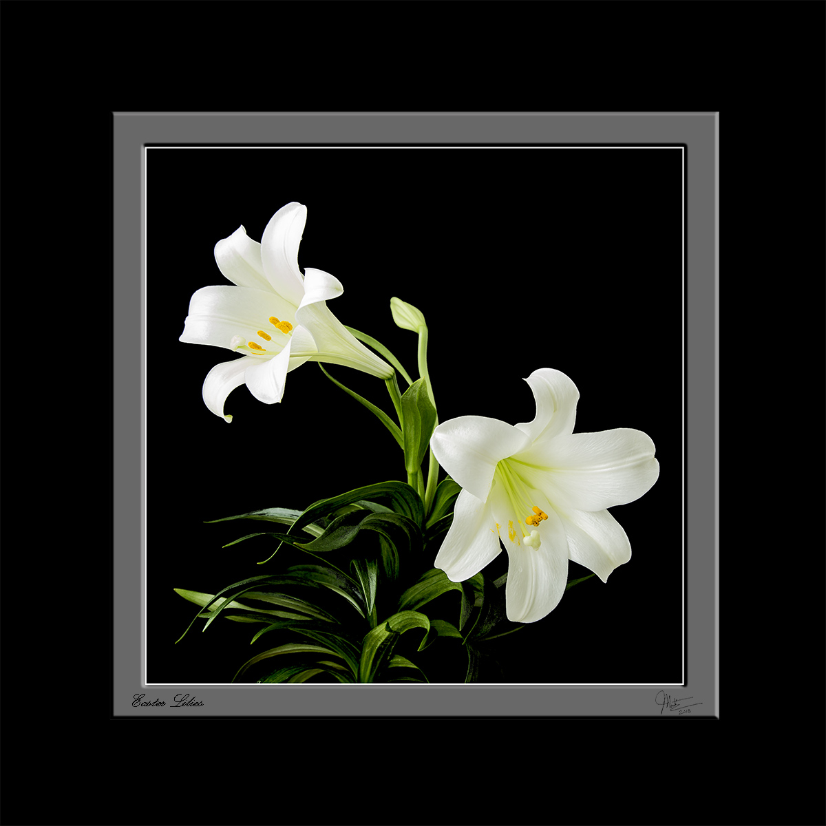 Easter Lillies