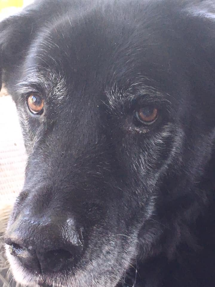 Big black dog photo for meter reading blog