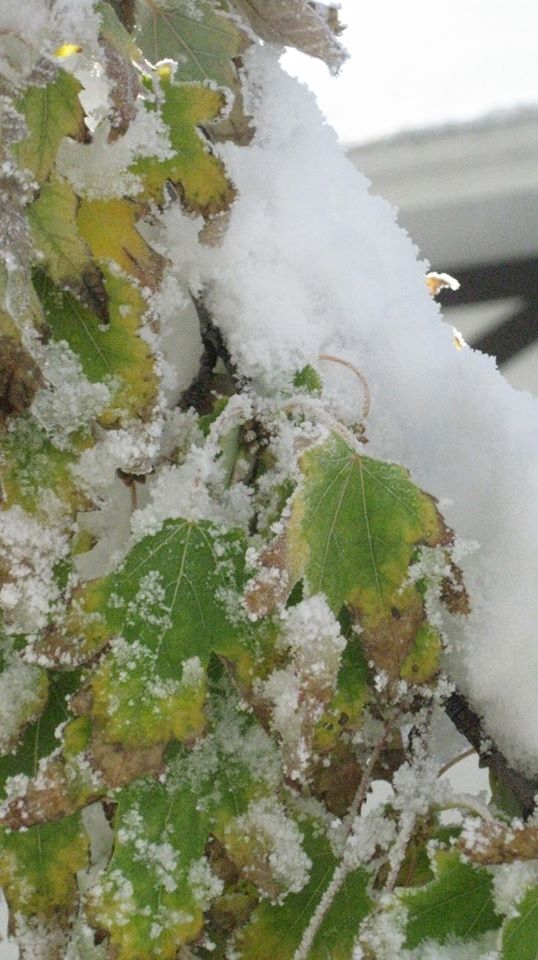 Frozen Leaves