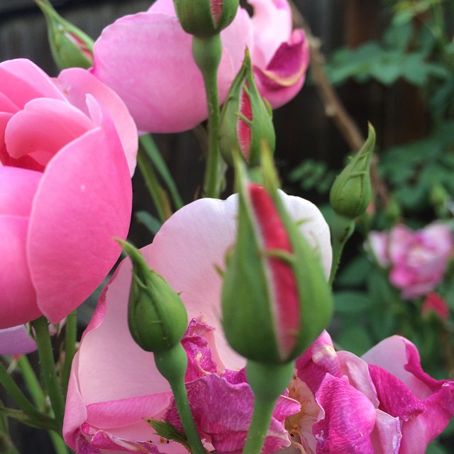 Pink summer roses