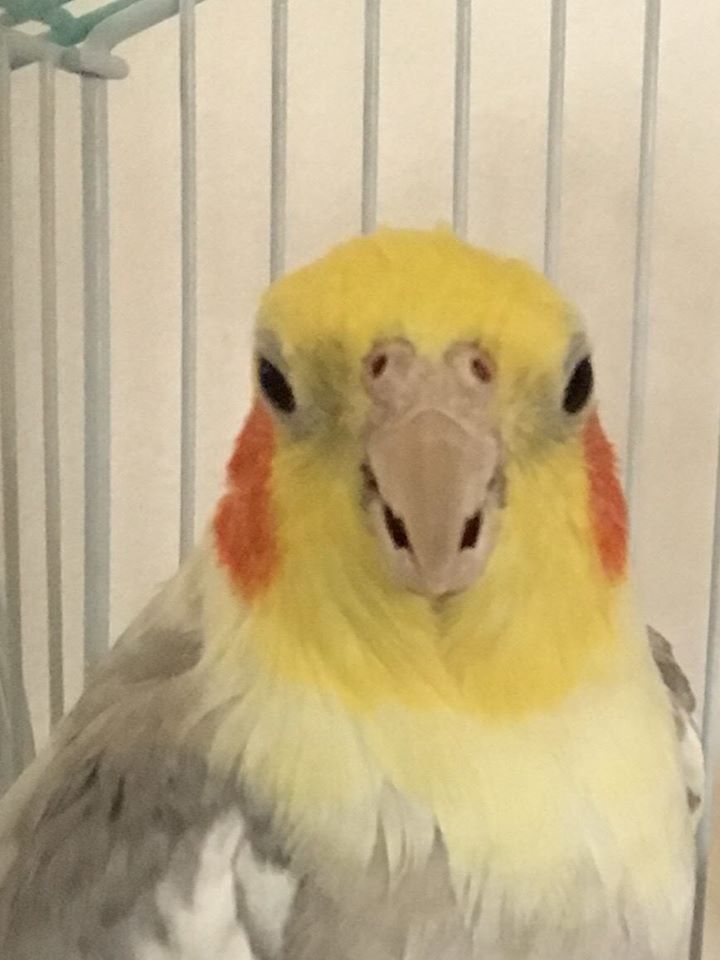 Fierce Yellow-Faced Cockatiel Named Chompy