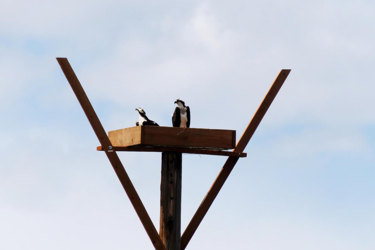 Seagate Osprey Platform