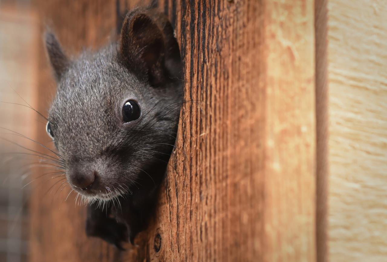 Black Squirrel Hiding in Fence Hole