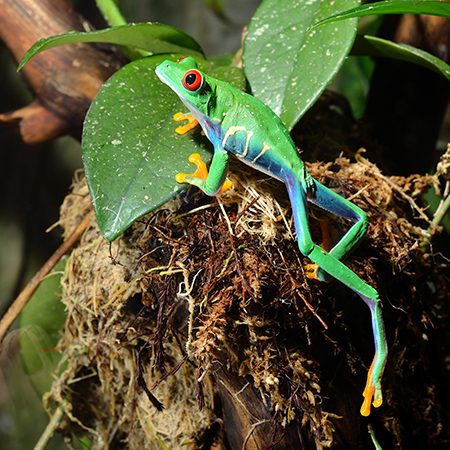 Discovery Days: January 20, 21, 22: Rainforest Animals