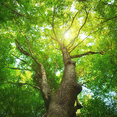 Light shines through the canopy of a tree in the summer