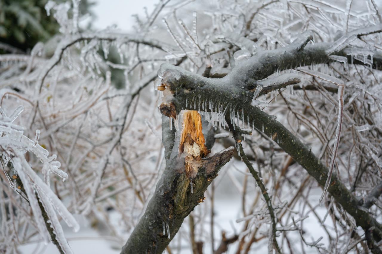 Ice breaking tree branch