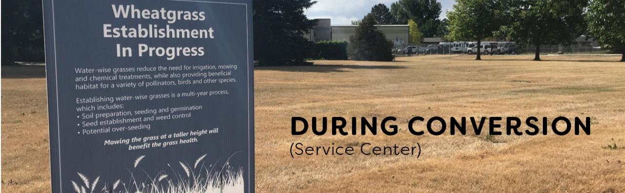 Dry grass is seen with a sign reading "Wheatgrass Transition in Progress"