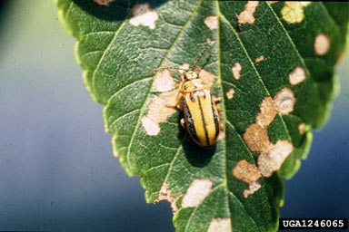 Image of an adult elm leaf beetle.