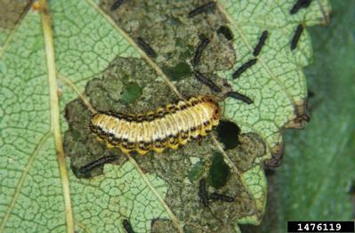 image of an elm leaf caterpillar.