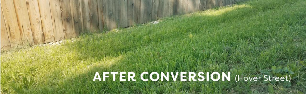 Green wheat grass turf along Hover Road in Longmont