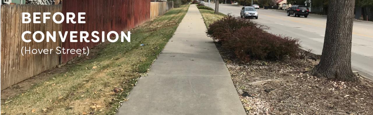 Bluegrass turf with dry spots along a sidewalk along Hover Street