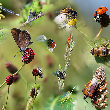 A lady bug, butterfly, grasshopper and other bugs lay on flowers or leaves