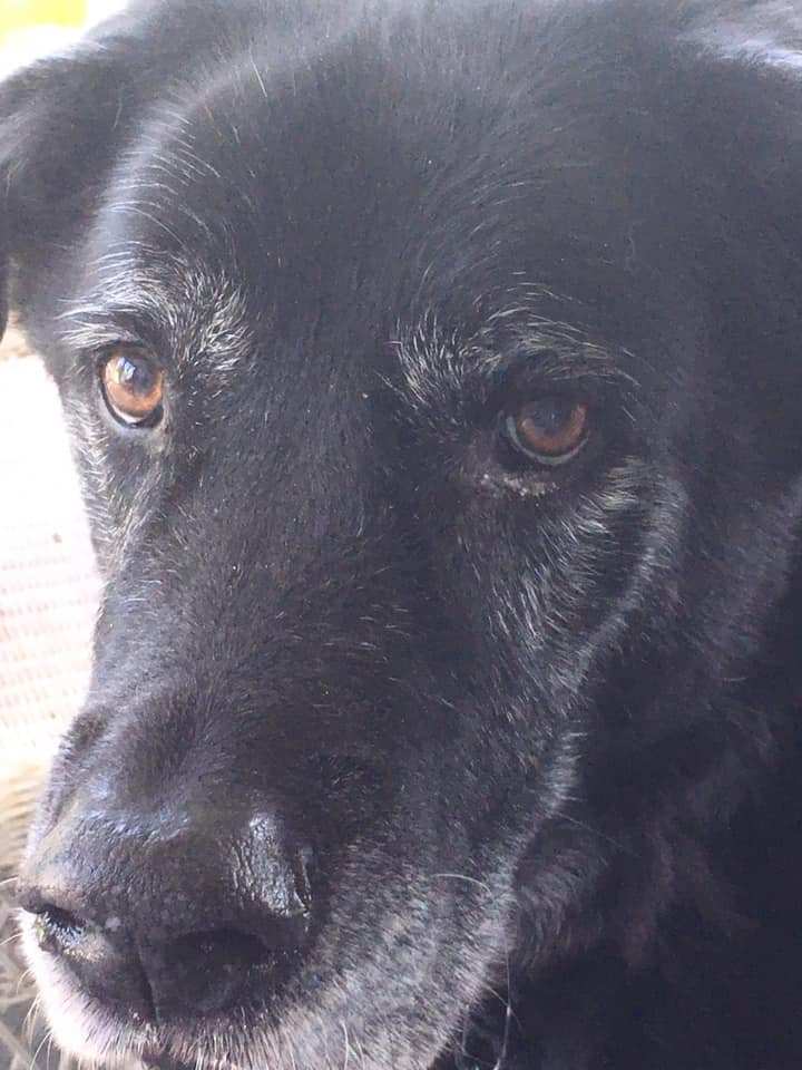 Going to the Dogs