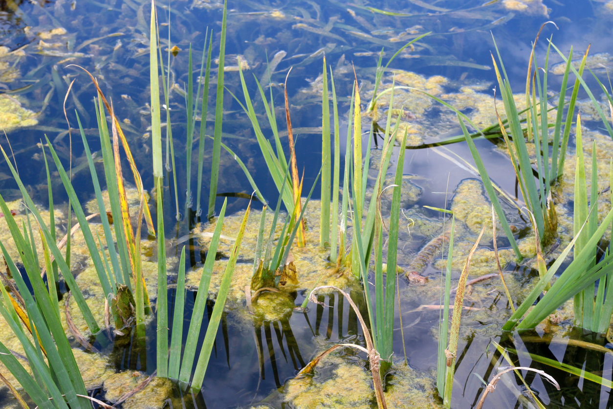 Blue-Green Algae