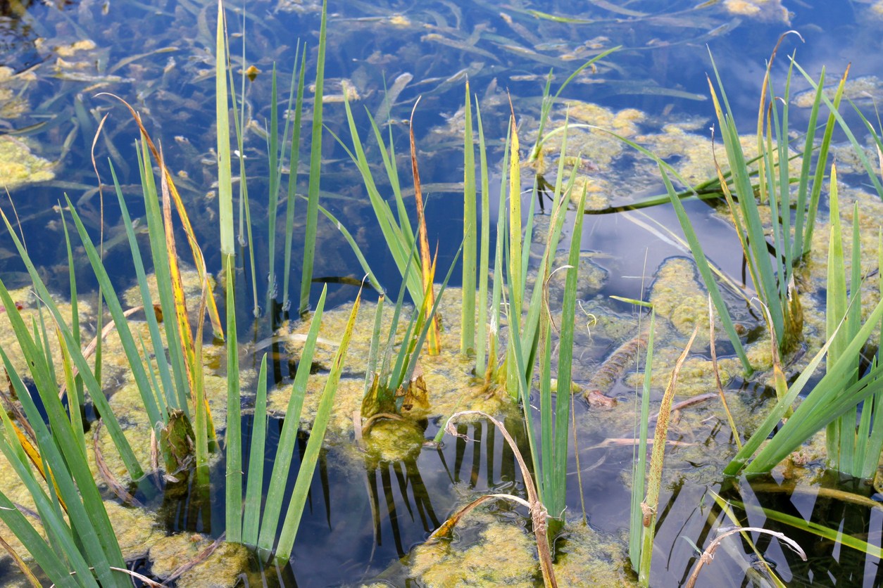 Blue-Green Algae