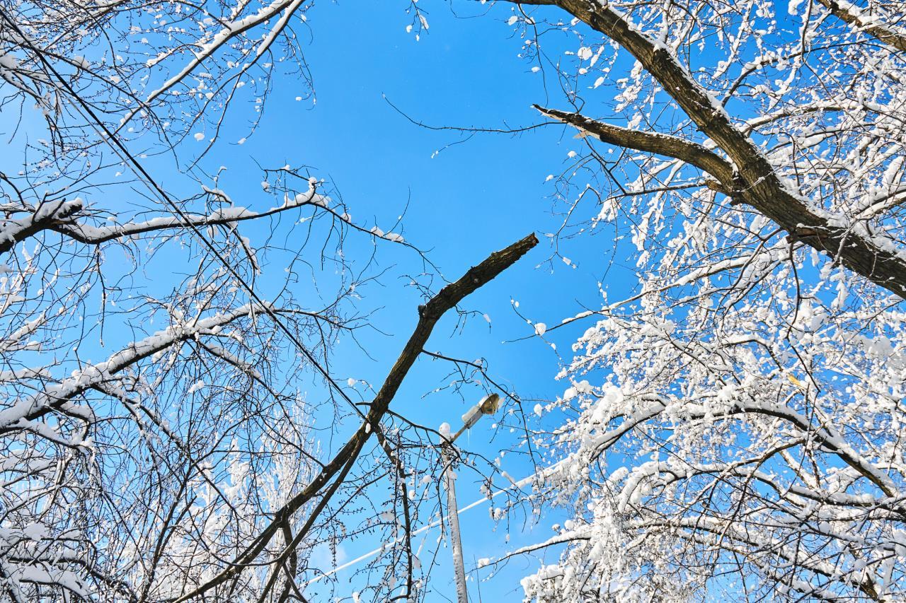 Broken branch on power lines