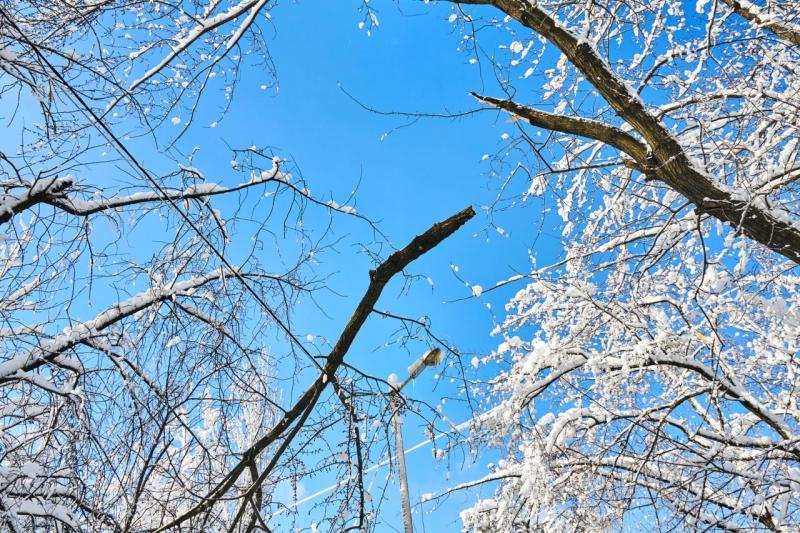 A Snow-Brainer