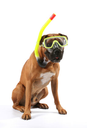 Dog with swim snorkel and goggles