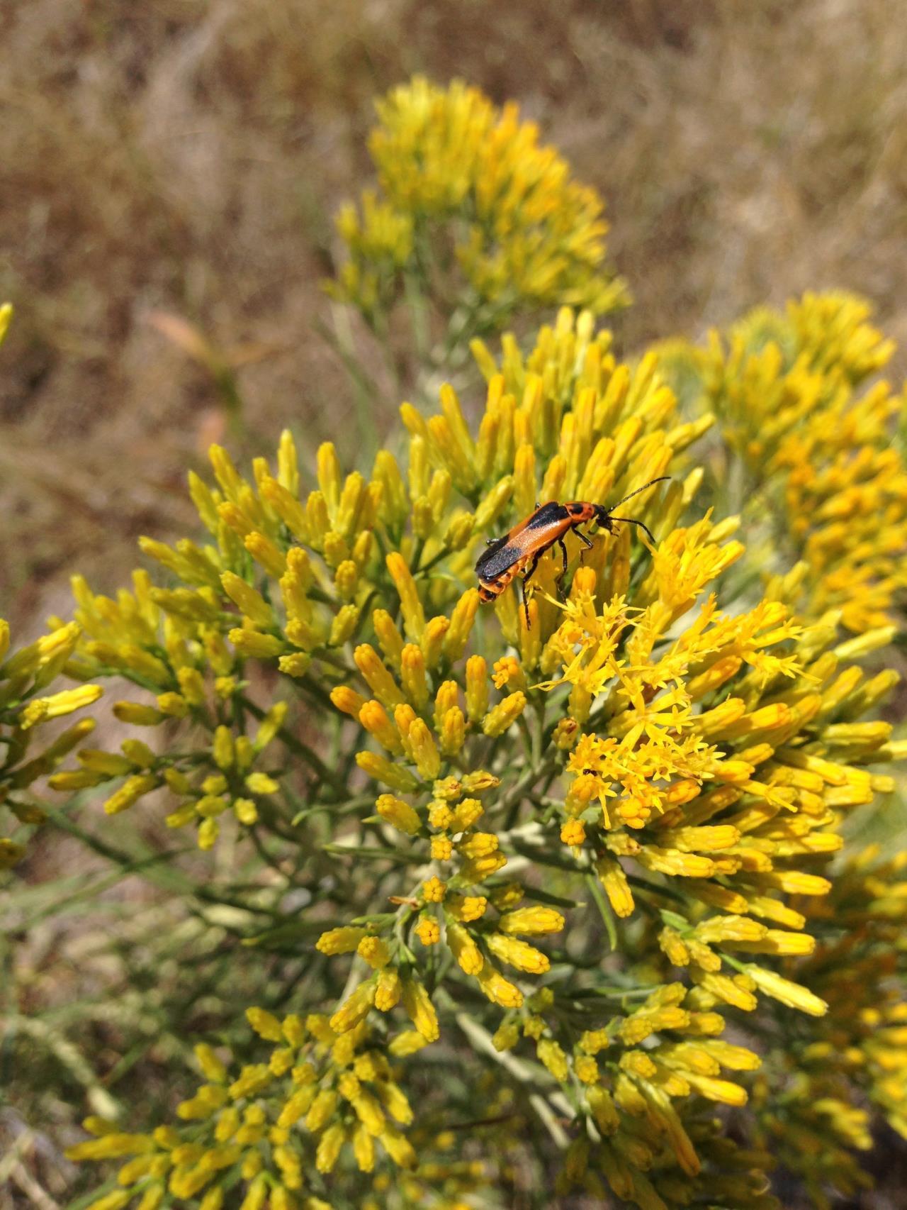 Yellow flowers with butterfly