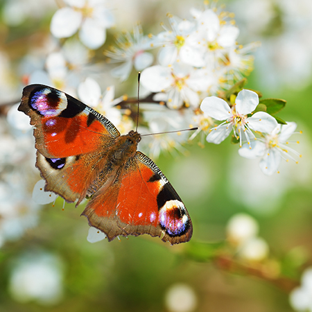 Butterfly sits on a spring flower in a tree