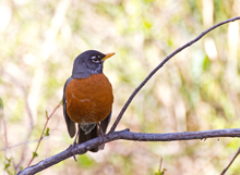 bird on tree