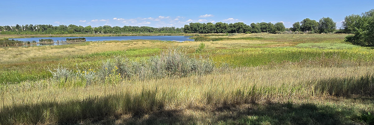 Grasslands are pictured with water and leafy trees in the distance.