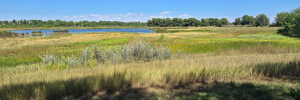 Grasslands are pictured with water and leafy trees in the distance.