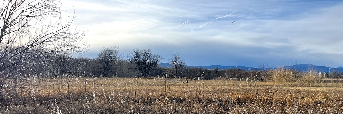 Photo of the future site of the St. Vrain Greenway - Phase 12 Western Extension shows wetlands with forests and mountains in the distance.