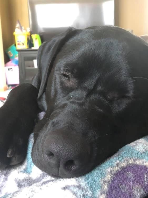 Sleeping Black Lab Puppy
