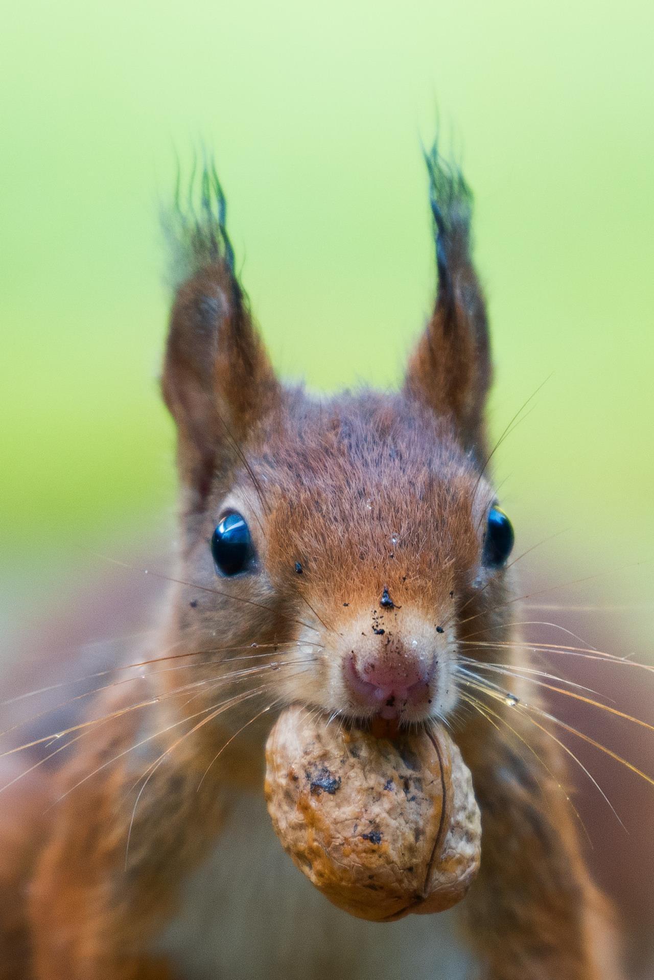 Squirrel chewing on nut