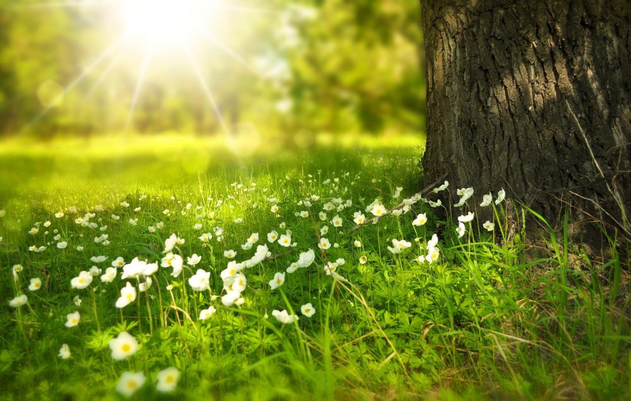 Bright Sunlight on Trees, Grass and Flowers