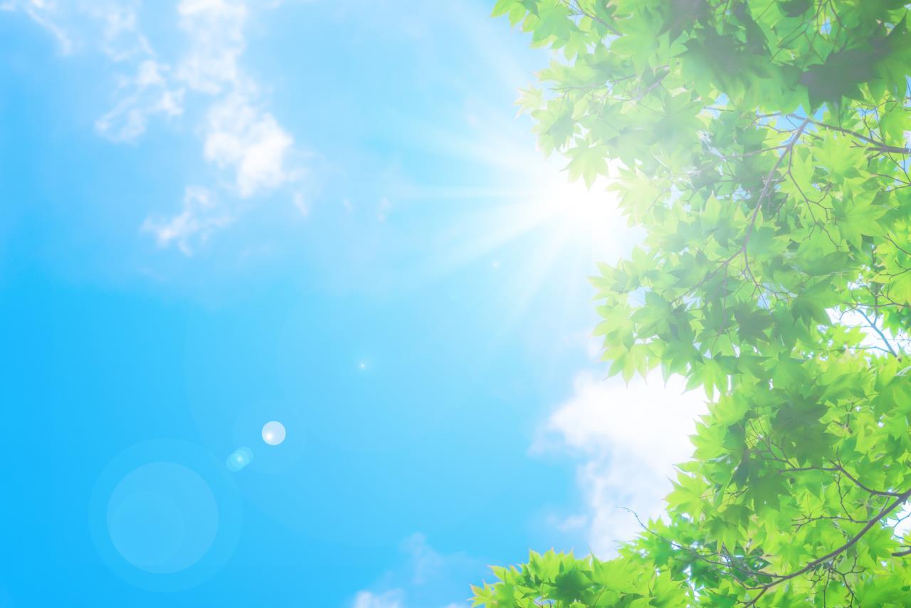 Summer Sky With Leaves