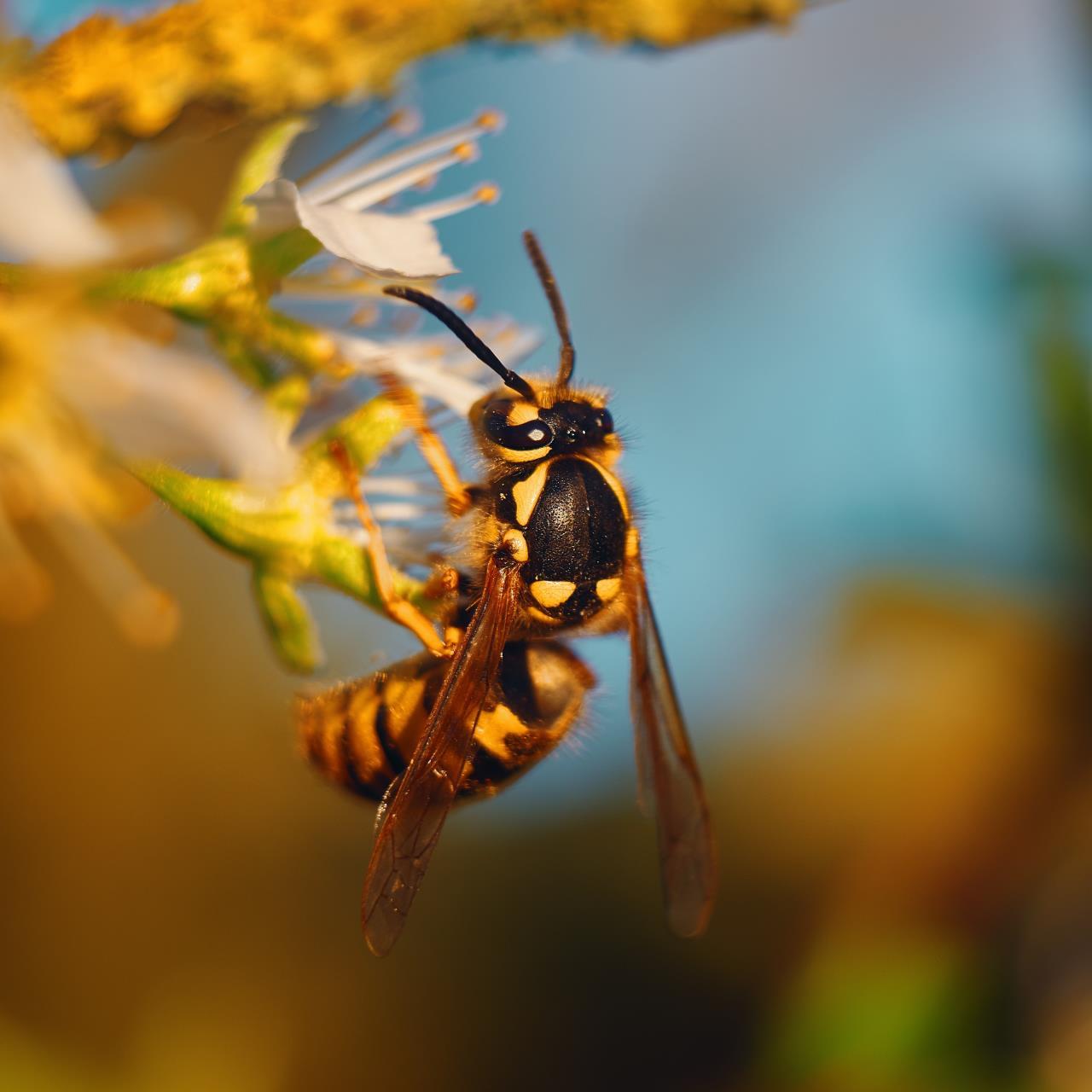Wasp Safety Blog Picture