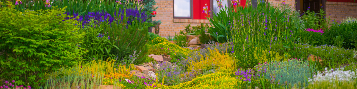 xeriscape