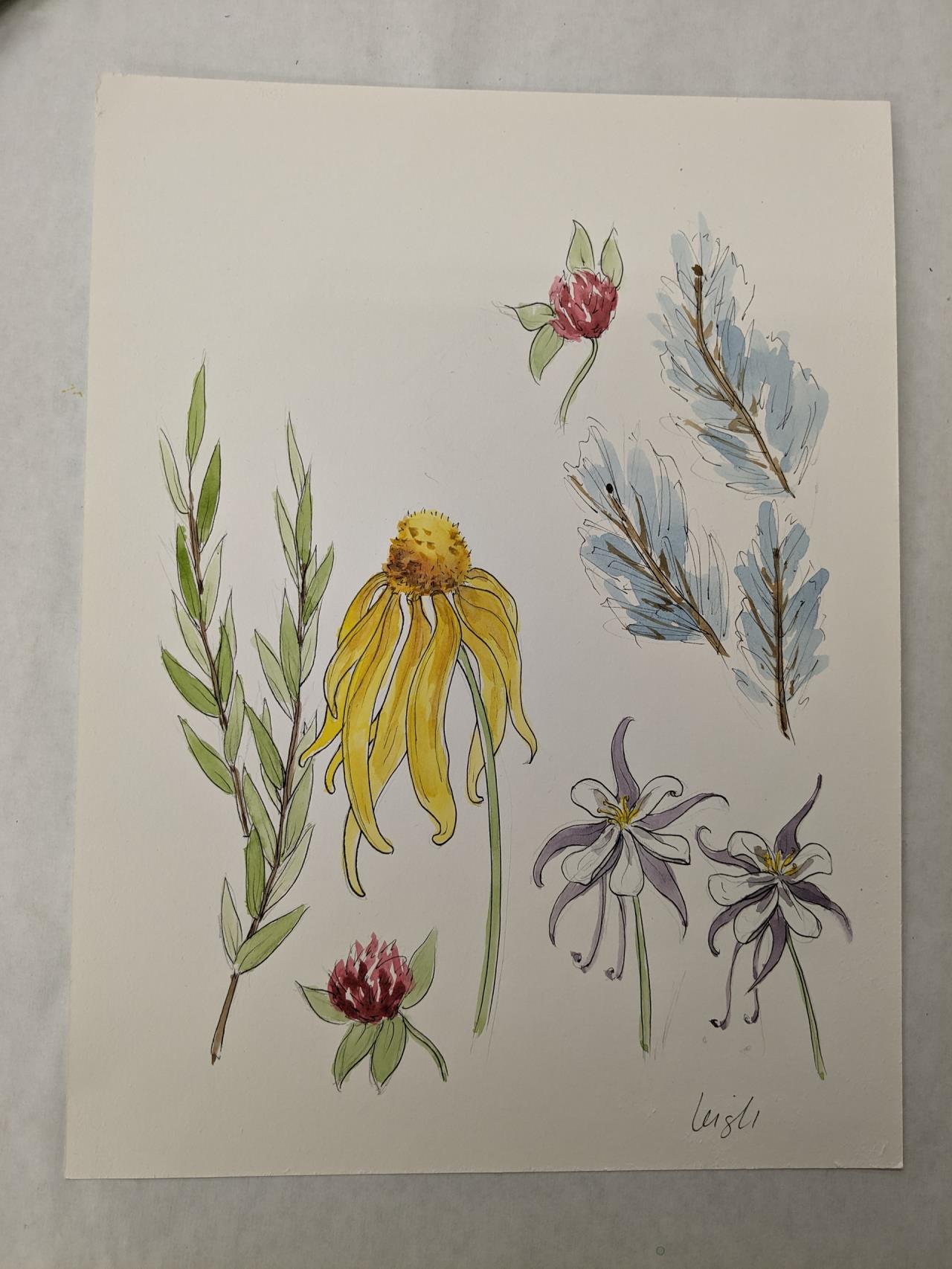 Illustrations of flowers and leaves in watercolor and ink