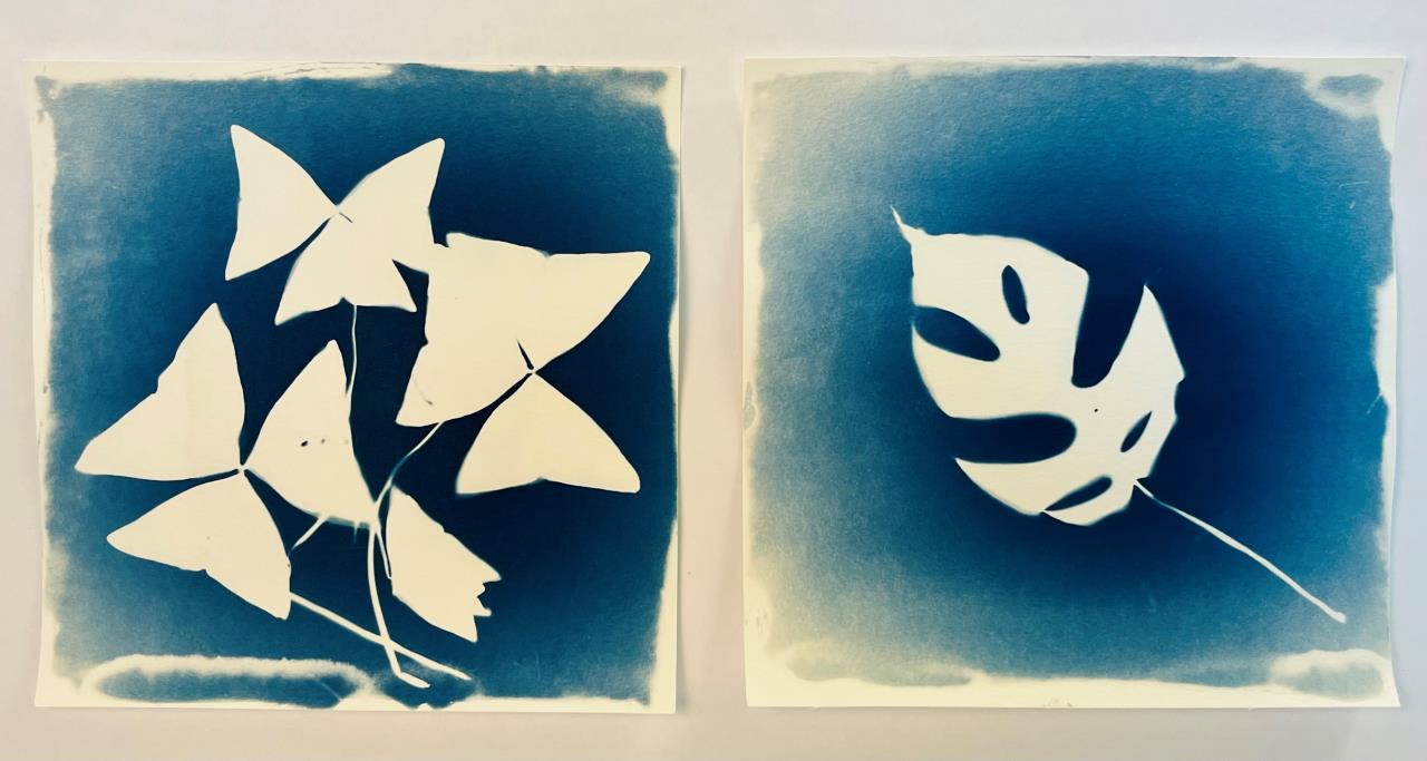 Brilliant blue sunprints of leaves on cyanotype