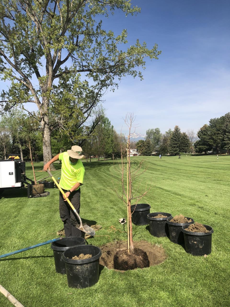 forestry staff digging hole to plant tree