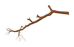 dry-tree-branch
