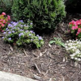 mulched bed