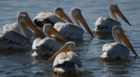 Group of pelicans on water at Sandstone Ranch