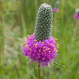 native wildflower