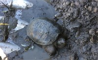 Turtle thumbnail photo