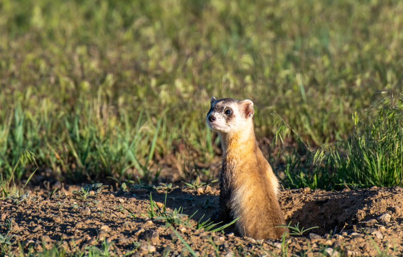 Discover the Hidden Worlds of the Shortgrass Prairie at Longmont Library