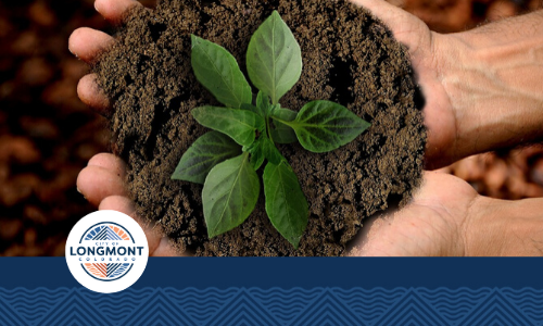 Two hands holding a plant in soil.