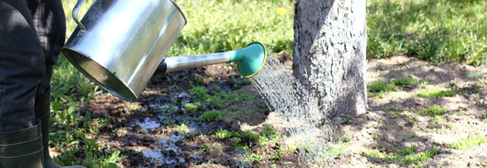 A tree is being watered from an old-fashioned galvanized watering can.