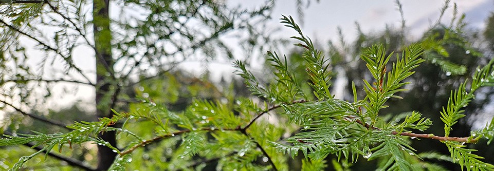 Branches of a bald cypress tree are seen in closeup.