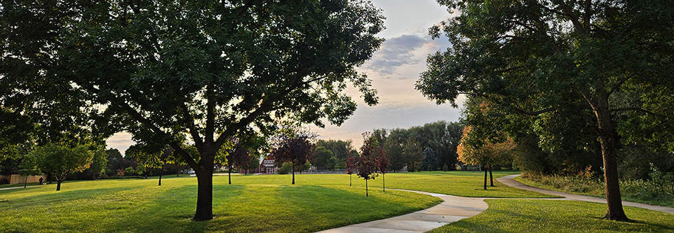 Several ash trees are seen near sunset in a lush park with green grass.