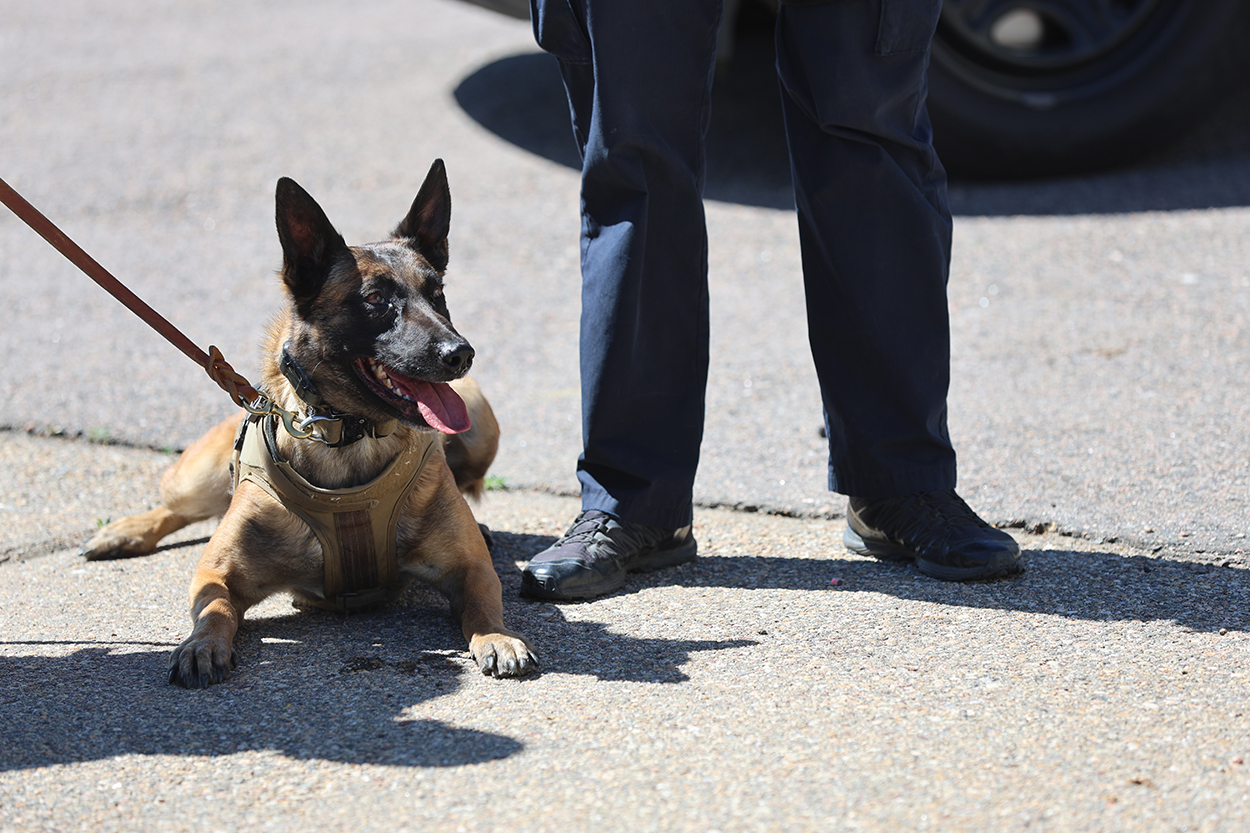 Longmont Police K9 dog